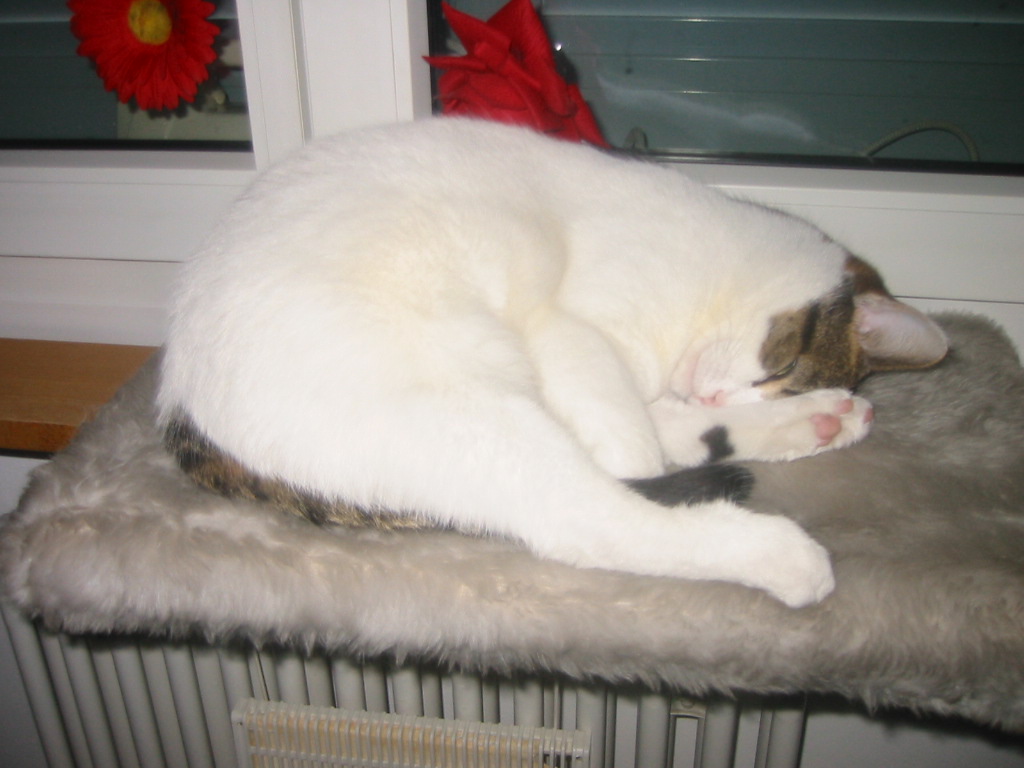 172-7221_IMG.JPG